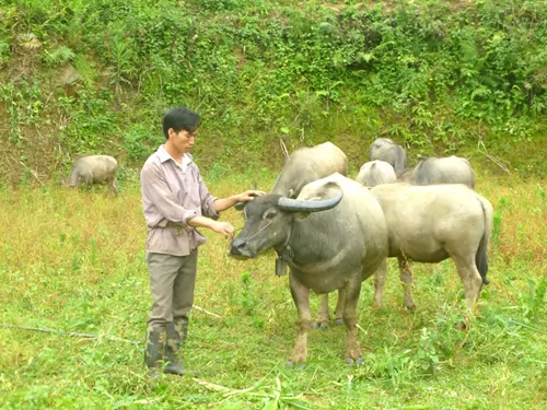 Người nông dân thoát nghèo và vươn lên làm giàu nhờ nuôi trâu